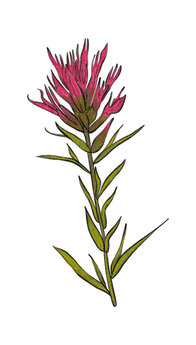Flower illustration