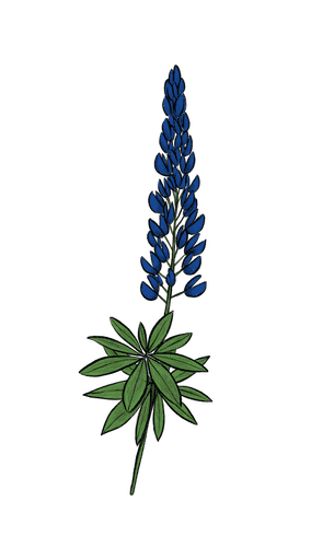 Lupine flower illustration
