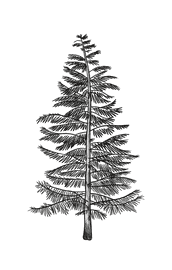 Northwest Tree illustration