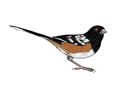 Towhee Bird Illustration