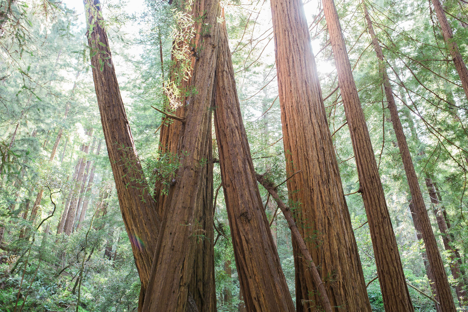 6-Eloping-in-San-Francisco-Muir-Woods-Seattle-Wedding-Photographer-PNW-Locations